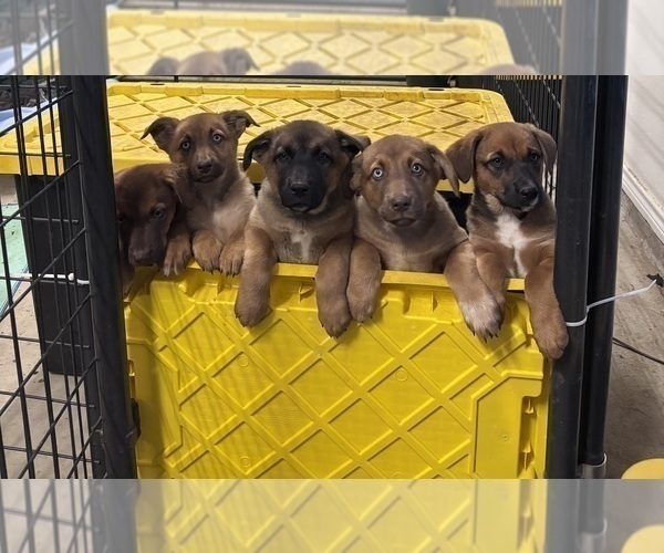 Medium Photo #1 Belgian Malinois Puppy For Sale in CROWLEY, TX, USA