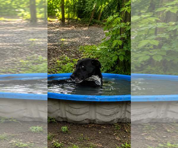 Medium Photo #5 Labrador Retriever-Unknown Mix Puppy For Sale in Oakhurst, NJ, USA