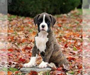 Boxer Puppy for Sale in VICTORIA, Texas USA