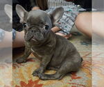 Small #1 French Bulldog