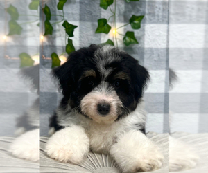 Australian Cattle Dog-Poodle (Miniature) Mix Puppy for sale in MARIETTA, GA, USA