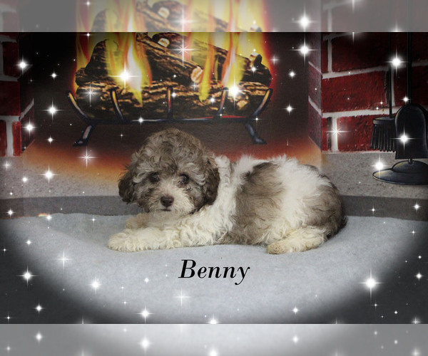 Medium Photo #21 Poodle (Toy) Puppy For Sale in CHANUTE, KS, USA