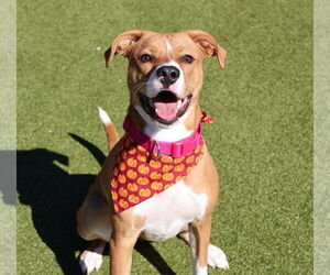 Boxador Dogs for adoption in Rockaway, NJ, USA