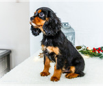 Small #3 Cavalier King Charles Spaniel