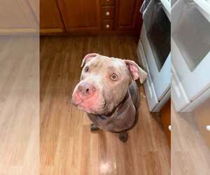 Beefcake - Male American Pit Bull Terrier-Unknown Mix Dog for Adoption - Photo #2