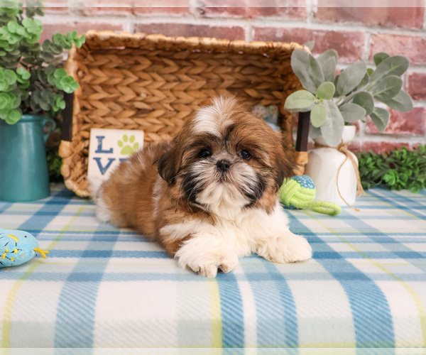 Medium Photo #2 Shih Tzu Puppy For Sale in SYRACUSE, IN, USA