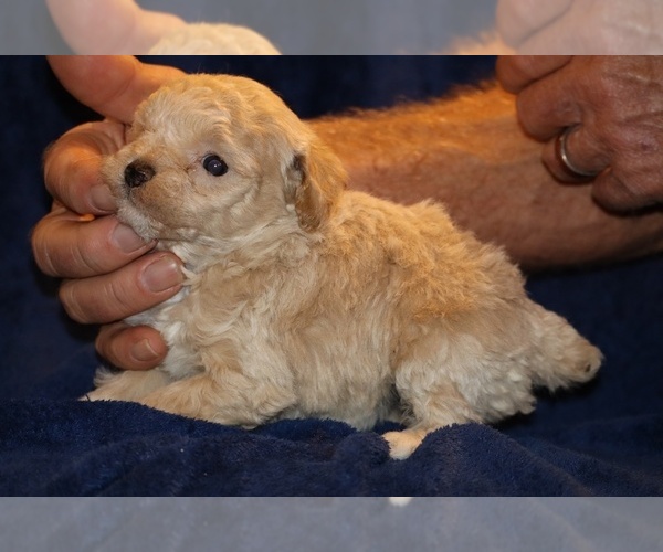 Medium Photo #4 Poodle (Toy) Puppy For Sale in DYERSBURG, TN, USA