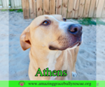 Small #1 American Staffordshire Terrier-Catahoula Leopard Dog Mix