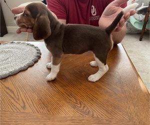 Beagle Puppy for sale in TRUMANN, AR, USA