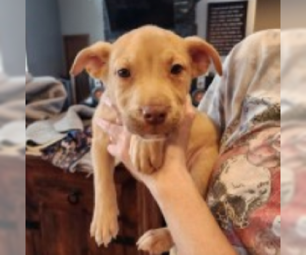 Medium Photo #7 Siberian Husky-Unknown Mix Puppy For Sale in Fargo, ND, USA