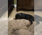 Small Photo #6 Rottweiler Puppy For Sale in SARASOTA, FL, USA