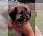 Small Photo #10 Morkie Puppy For Sale in FORT WORTH, TX, USA