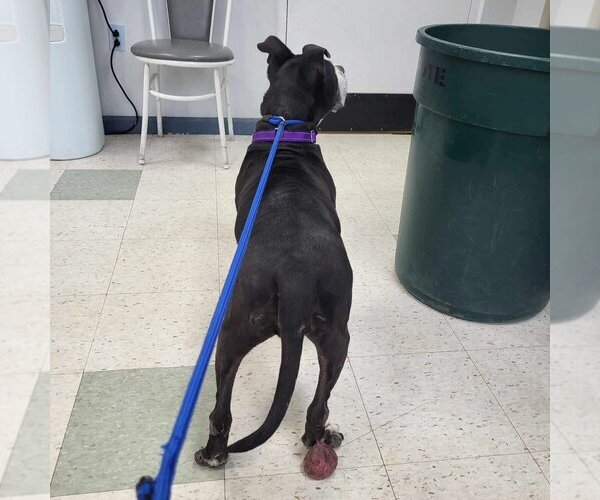 Medium Photo #3 American Staffordshire Terrier Puppy For Sale in Caldwell, NJ, USA