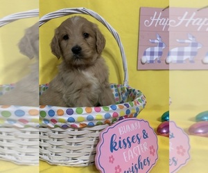 English Cream Golden Retriever-Poodle (Standard) Mix Puppy for sale in DEARBORN, MO, USA