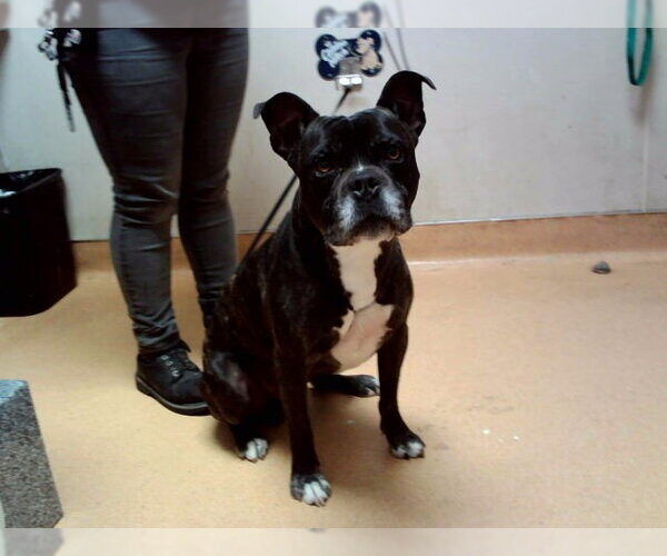 Medium Photo #1 Boxer-Unknown Mix Puppy For Sale in Martinez, CA, USA