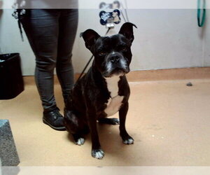 Boxer-Unknown Mix Dogs for adoption in Martinez, CA, USA