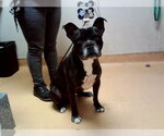 Small Boxer Mix