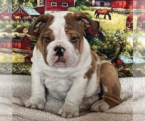 English Bulldog Puppy for sale in LEHIGHTON, PA, USA