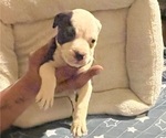 Small Photo #4 American Pit Bull Terrier Puppy For Sale in BUFFALO, NY, USA