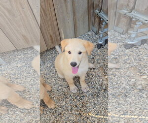 Mutt Dogs for adoption in Estherville, IA, USA