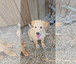 Small Mutt