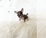 Small #2 Chihuahua