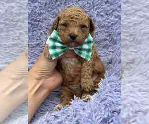Poodle (Toy) Puppy for sale in CAMPBELLSVILLE, KY, USA