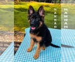 Small #1 German Shepherd Dog