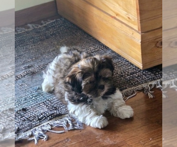 Medium Photo #1 Shorkie Tzu Puppy For Sale in REEDSBURG, WI, USA