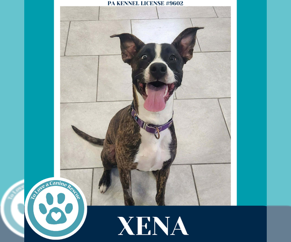 Medium Photo #4 Boxer-Unknown Mix Puppy For Sale in Kimberton, PA, USA