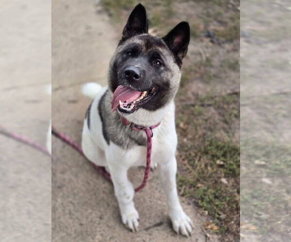 Medium Photo #1 Akita-Unknown Mix Puppy For Sale in Princeton, MN, USA