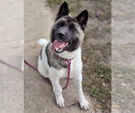 Small Akita Mix