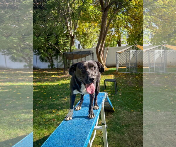 Medium Photo #2 Labrador Retriever-Unknown Mix Puppy For Sale in San Diego, CA, USA