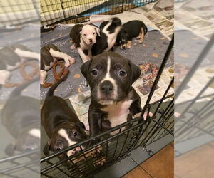 Eddie - Male American Staffordshire Terrier-Boxer Mix Dog for Adoption - Photo #4