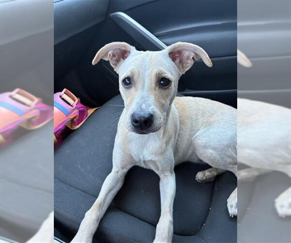 Medium Photo #1 Chihuahua-Unknown Mix Puppy For Sale in Long Beach, CA, USA