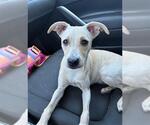 *LAURA - Female Chihuahua-Unknown Mix Dog for Adoption - Small photo
