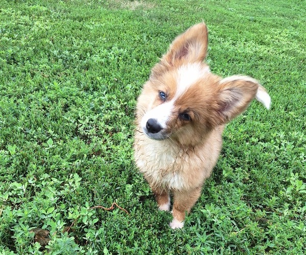 Medium Photo #2 Corgi-Aussie Puppy For Sale in FAIRVIEW, SD, USA