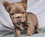 Small #1 French Bulldog