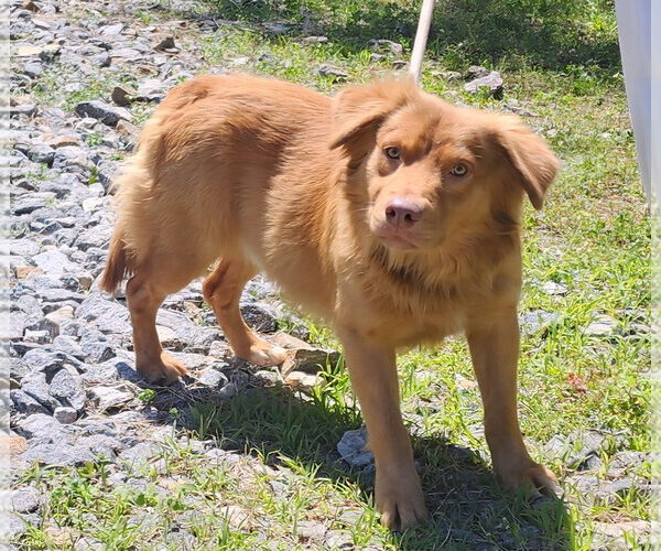 Medium Photo #3 Australian Retriever Puppy For Sale in Wetumpka, AL, USA