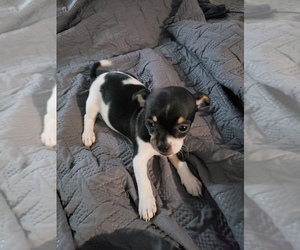 Boston Huahua Dog for Adoption in CLEARWATER, Florida USA