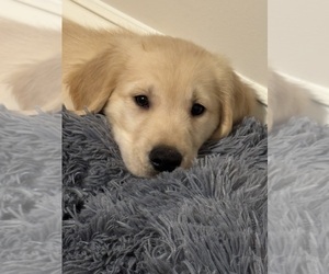 Golden Retriever Puppy for sale in HOLLY SPRINGS, NC, USA