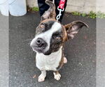 Small #2 Boxer Mix