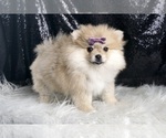 Small #3 Pomeranian