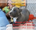 Small Photo #3 American Pit Bull Terrier Puppy For Sale in DELAWARE, OH, USA