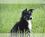 Small #11 Miniature Australian Shepherd