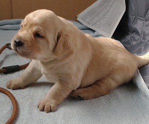 Labrador Retriever Puppy for sale in CALIENTE, CA, USA