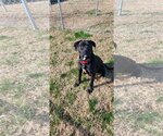 Small Photo #3 Labrador Retriever-Unknown Mix Puppy For Sale in Bardstown, KY, USA