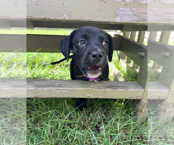Medium Photo #3 Boston Terrier-Labrador Retriever Mix Puppy For Sale in Holly Springs, NC, USA
