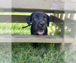 Small #2 Boston Terrier-Labrador Retriever Mix