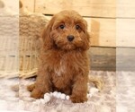 Small #1 Cavapoo